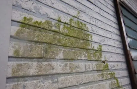 外壁に汚れ、くすみ、藻ができている